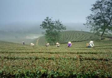 明年起 越辦處開放農林牧業雇主引進 整合事業類勞動契約範本 增列工作類別。圖／Unsplash