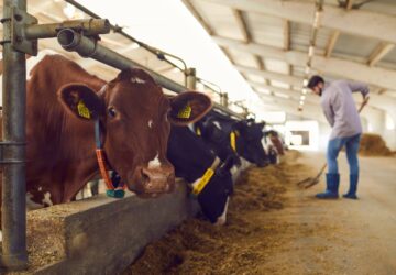 牧場主加強環境清潔 慎防類鼻疽菌