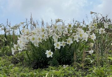 北海岸野百合盛開 觀光署邀請民眾共賞花海美景 低碳旅遊迎初夏。圖／觀光署