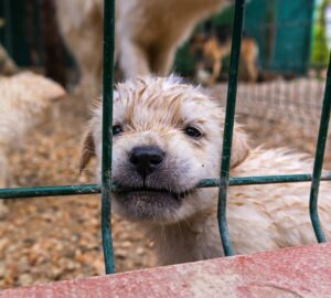 Pekerja Migran Vietnam Didenda NT$100.000 karena Menjual Daging Anjing!