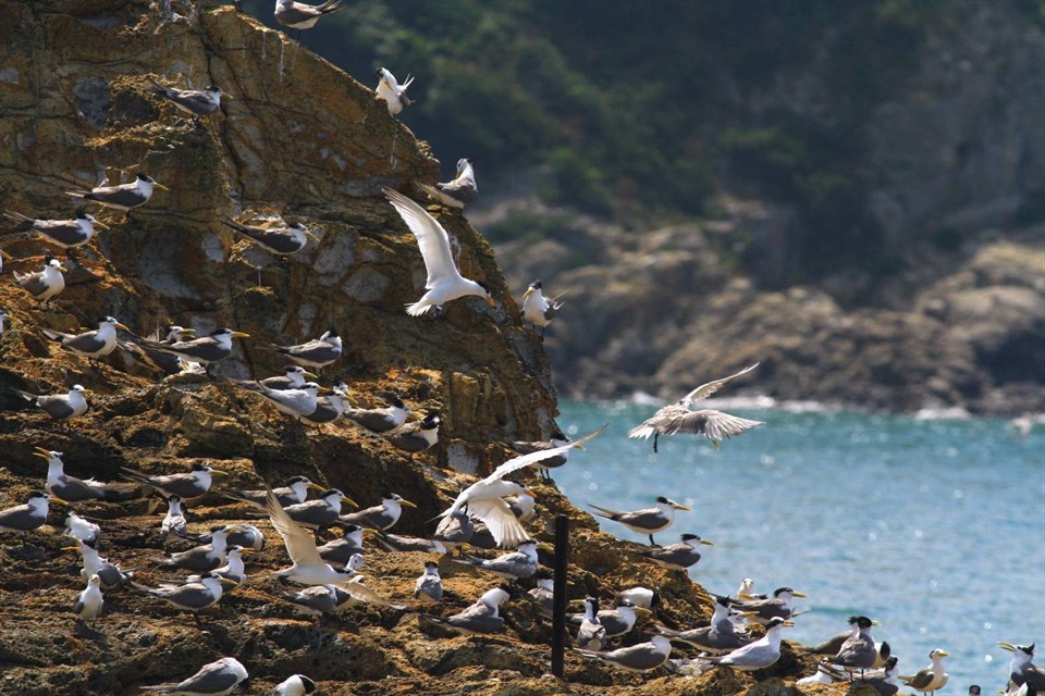 6到7月由「海上看莒光」為系列活動揭開序幕,馬祖列島棲息鳥種多達30種,最引人注目的莫過於有「神話之鳥」美名的黑嘴端鳳頭燕鷗。圖/馬管處