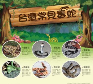 8月為毒蛇咬傷及血清使用高峰疾管署提醒民眾防範 蛇咬勿驚慌記下外觀並儘速就醫。圖／疾管署