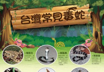 8月為毒蛇咬傷及血清使用高峰疾管署提醒民眾防範 蛇咬勿驚慌記下外觀並儘速就醫。圖／疾管署