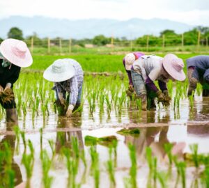 公糧收購增美國米比例？陳駿季：先積極溝通