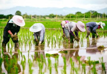 公糧收購增美國米比例？陳駿季：先積極溝通