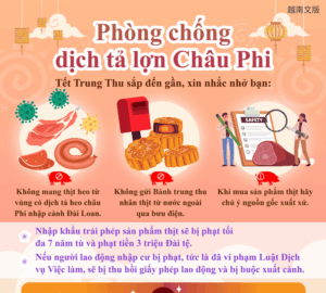 Phòng chống dịch tả lợn Châu Phi