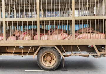 台南豬農違規載運 遭裁處35萬元