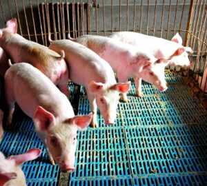 非洲豬瘟衝擊產業 補助方案出爐