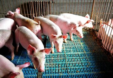 非洲豬瘟衝擊產業 補助方案出爐