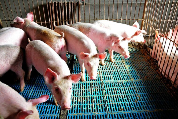 WOAH核可 台重返非洲豬瘟非疫區