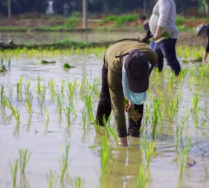 製造業減班休息增 移工也受影響 立委建議暫時開放兼職農務工作
