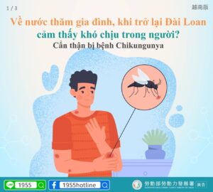 Về nước thăm gia đình, khi trở lại Đài Loan cảm thấy khó chịu trong người? Cẩn thận bị bệnh Chikungunya