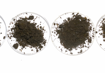 不同腐熟度的雞糞肥樣品，樣品越往右腐熟天數越久，其質地越鬆散，顏色呈現棕褐色