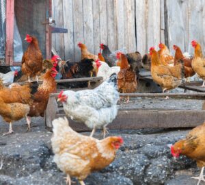 畜牧場達一定規模 應依法登記