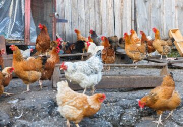 畜牧場達一定規模 應依法登記