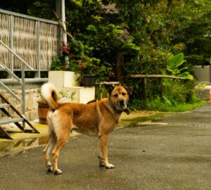 ไต้หวันเสนอเพิ่มบทลงโทษการฆ่าสุนัขและแมว: จำคุกสูงสุด 5 ปี. photo/Unsplash