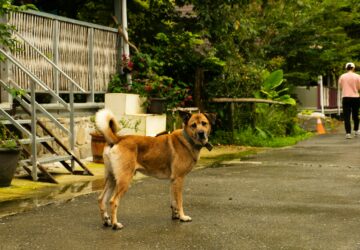 ไต้หวันเสนอเพิ่มบทลงโทษการฆ่าสุนัขและแมว: จำคุกสูงสุด 5 ปี. photo/Unsplash