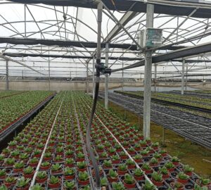 智慧灌溉系統，栽培長壽花