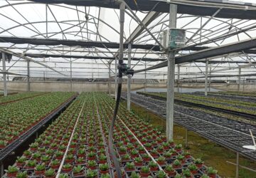 智慧灌溉系統，栽培長壽花