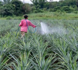 鳳梨結果採收期 高雄場提醒安全用藥