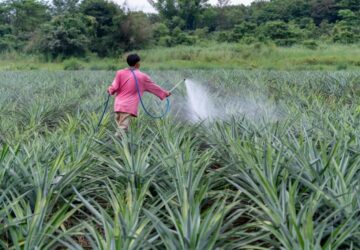 鳳梨結果採收期 高雄場提醒安全用藥