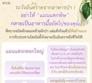 ระวังอันตรายจากอาหารป่า ! อย่าให้ “แมนแดกพิษ” กลายเป็นอาหารมื้อถัดไปของคุณ