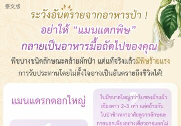 ระวังอันตรายจากอาหารป่า ! อย่าให้ “แมนแดกพิษ” กลายเป็นอาหารมื้อถัดไปของคุณ