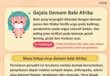 Gejala Demam Babi Afrika