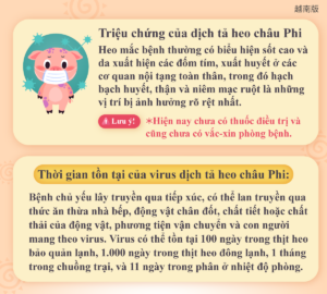 Triệu chứng của dịch tả heo châu Phi