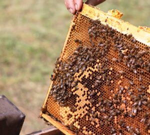 跨國勞動力小組同意 農業移工再增2萬名