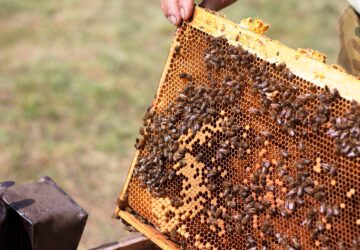 跨國勞動力小組同意 農業移工再增2萬名