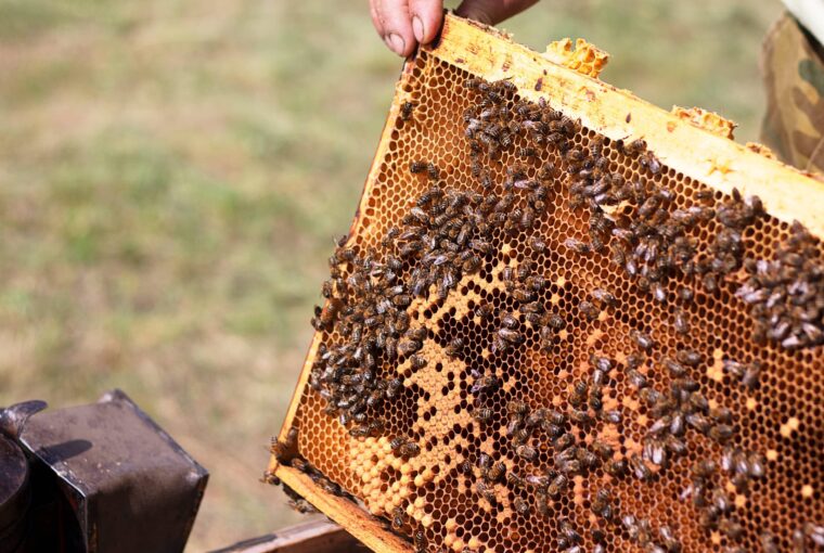 跨國勞動力小組同意 農業移工再增2萬名