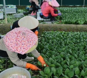 農糧移工雇主資格認定 可線上申請 式對外開放 將縮短審查至20天內