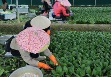 農糧移工雇主資格認定 可線上申請 式對外開放 將縮短審查至20天內