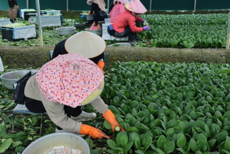 農糧移工雇主資格認定 可線上申請 式對外開放 將縮短審查至20天內