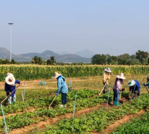 農業部外展移工跨區調派試辦計畫 今年再擴大