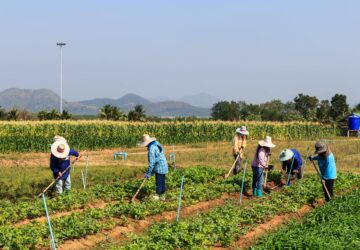 農業部外展移工跨區調派試辦計畫 今年再擴大