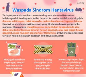 Waspada Sindrom Hantavirus