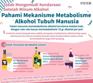 Tidak Mengemudi Kendaraan Setelah Minum Alkohol - Pahami Mekanisme Metabolisme Alkohol Tubuh Manusia
