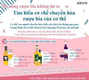Đã uống rượu bia không lái xe - Tìm hiểu cơ chế chuyển hóa rượu bia của cơ thể